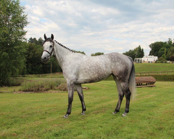 jumper Solenska vd Messidor (Belgian Warmblood, 2018, from Cornet Obolensky)