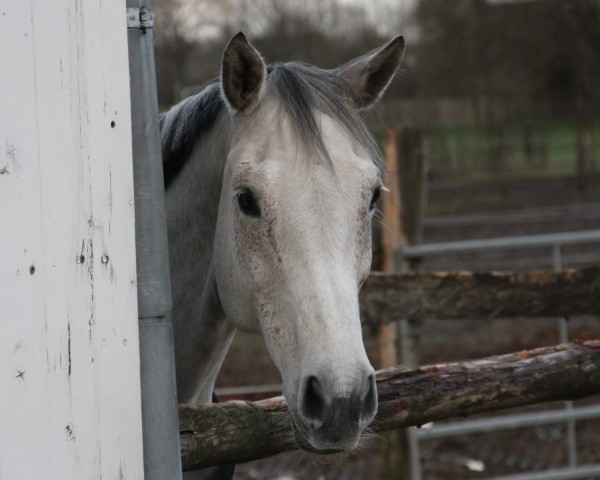 Pferd Capucine du Rocher (Selle Français, 2012, von Ulixe)