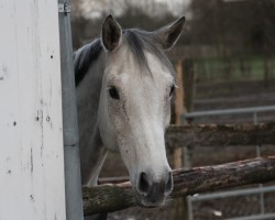 horse Capucine du Rocher (Selle Français, 2012, from Ulixe)