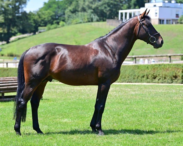 Springpferd Spark vd Bisschop (Belgisches Warmblut, 2018, von Diamant de Semilly)