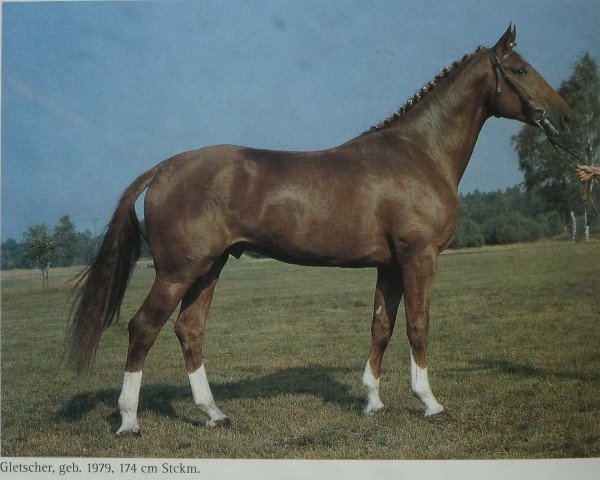 stallion Gletscher (Hanoverian, 1979, from Glander)