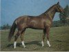 stallion Gletscher (Hanoverian, 1979, from Glander)