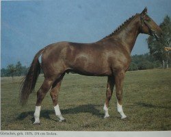 stallion Gletscher (Hanoverian, 1979, from Glander)