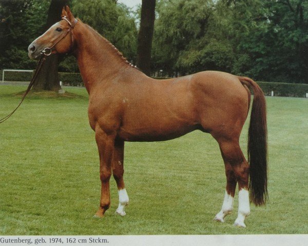 stallion Gutenberg (Hanoverian, 1974, from Good Match xx)