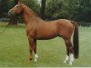 stallion Gutenberg (Hanoverian, 1974, from Good Match xx)