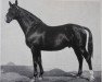 stallion Flugfeuer II (Hanoverian, 1921, from Fling)