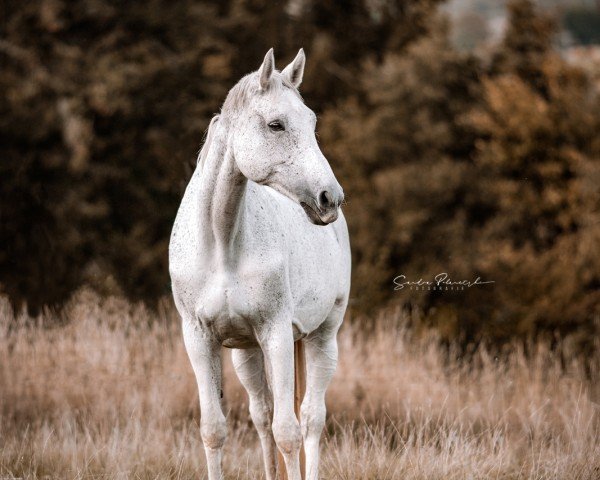 broodmare Casablanca J&F Z (Zangersheide riding horse, 2012, from Cornet Obolensky)