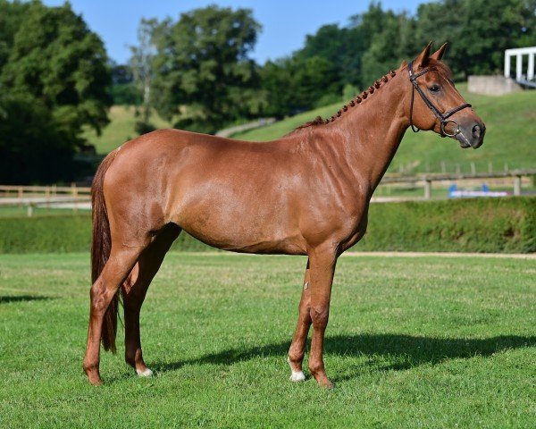 Springpferd Hashley de Vallet (Selle Français, 2017, von Candy de Nantuel)