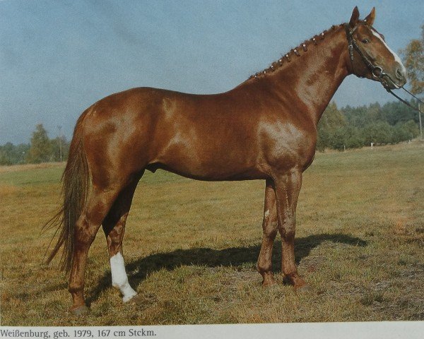 stallion Weissenburg (Hanoverian, 1979, from Werther)