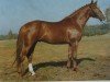 stallion Weissenburg (Hanoverian, 1979, from Werther)