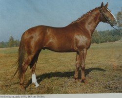 stallion Weissenburg (Hanoverian, 1979, from Werther)