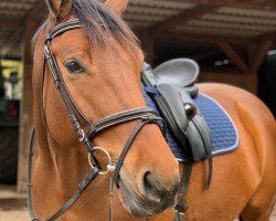 jumper Vancouver (Hanoverian, 2012, from Verdi)