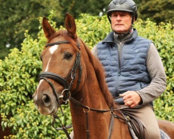 jumper Zermedes (Oldenburg show jumper, 2018, from Zinedine)