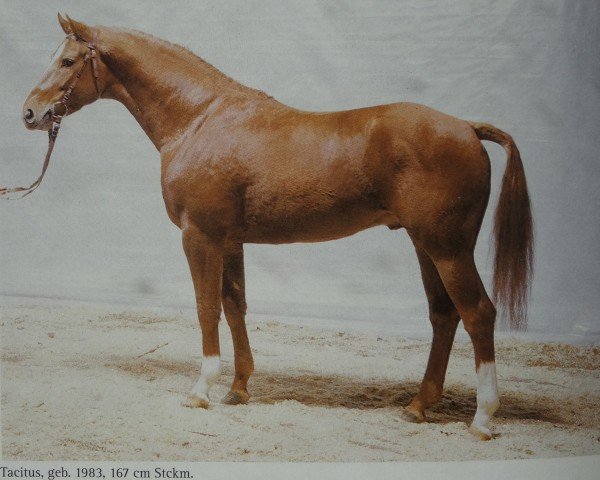 stallion Tacitus (Hanoverian, 1983, from Trapper)