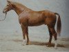 stallion Tacitus (Hanoverian, 1983, from Trapper)