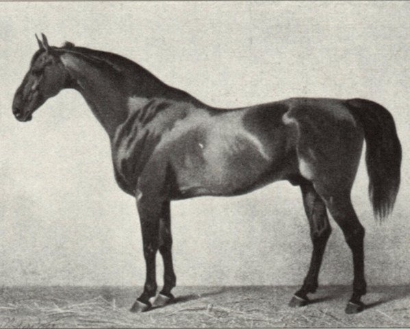 stallion Champion (Hanoverian, 1849, from Coachman)