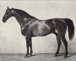 Deckhengst Champion (Cleveland Bay, 1849, von Coachman)