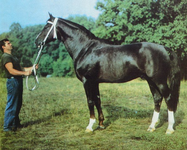 stallion Doron 1362 (Mecklenburg, 1975, from Disponent)