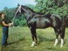 stallion Doron 1362 (Mecklenburg, 1975, from Disponent 3310)