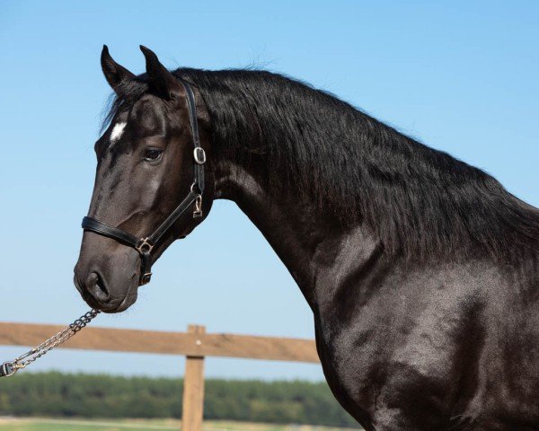 horse Ladino Interagro (Lusitano, 2014, from Nordeste)