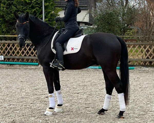 dressage horse Don Divertido (Westphalian, 2019, from Don Martillo)