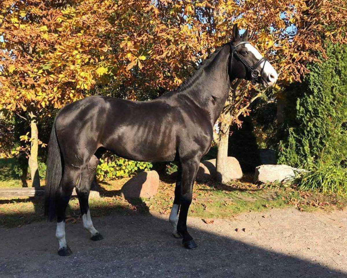 Pferd Chose Martini MG (Litauer Warmblut,  )