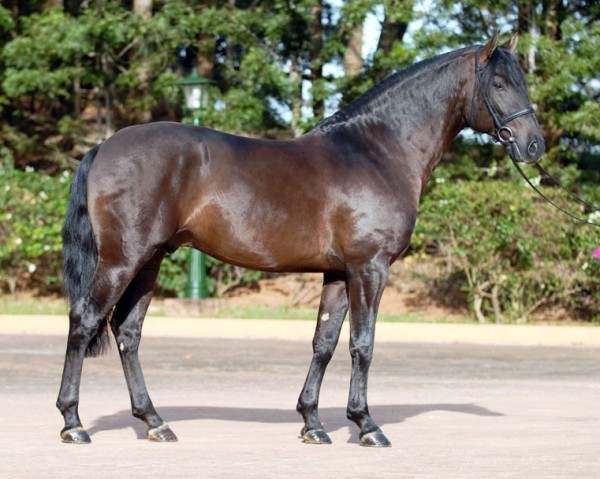 horse Zíngaro Interagro (Lusitano, 2003, from Perdigueiro)