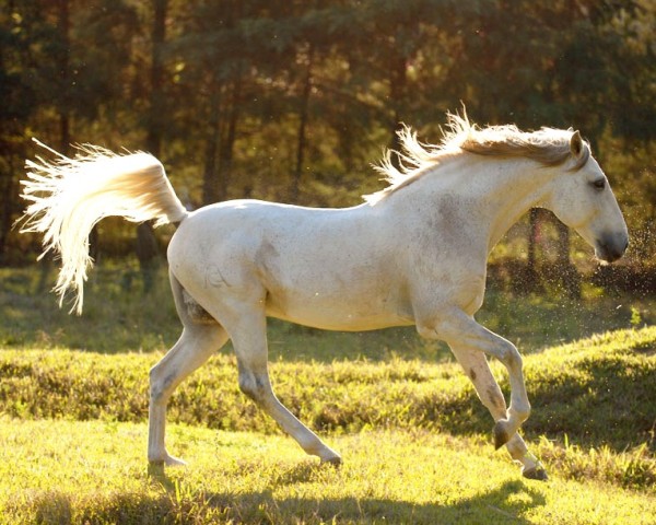 horse Perdigueiro (Lusitano, 1996, from Hábil)