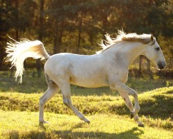 Pferd Perdigueiro (Lusitano, 1996, von Hábil)