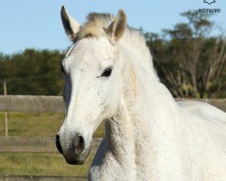 Zuchtstute Olímpia Interagro (Lusitano, 1994, von Xique-Xique)