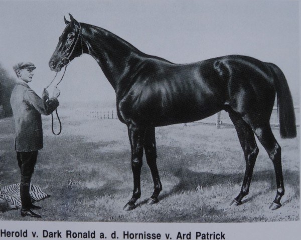 stallion Herold xx (Thoroughbred, 1917, from Dark Ronald xx)