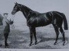 stallion Herold xx (Thoroughbred, 1917, from Dark Ronald xx)