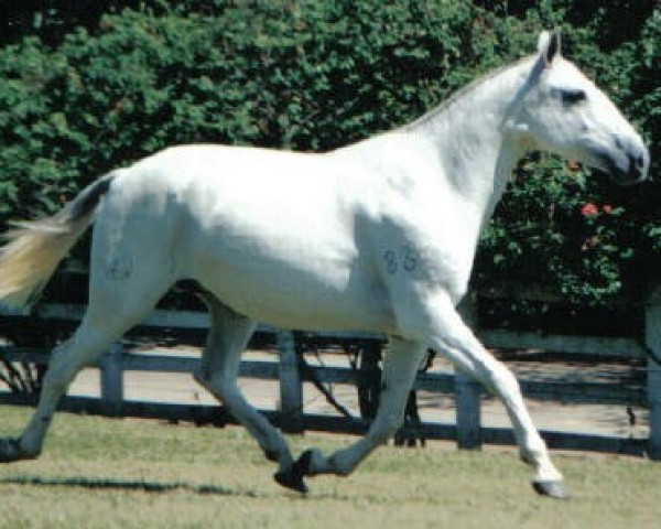 Zuchtstute Gavial (Lusitano, 1983, von Yacht)