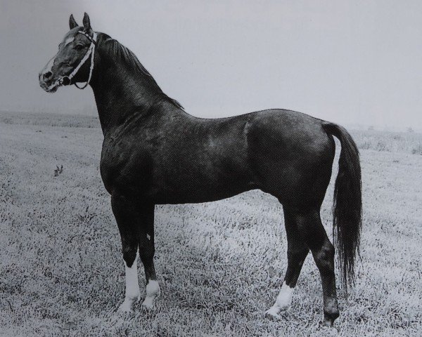 Deckhengst Vers I Mo 3345 (Trakehner, 1971, von Neujahr Mo 1178)