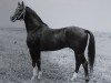 stallion Vers I (Trakehner, 1971, from Neujahr Mo 1178)