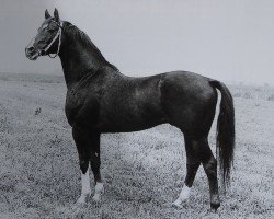 stallion Vers I Mo 3345 (Trakehner, 1971, from Neujahr Mo 1178)