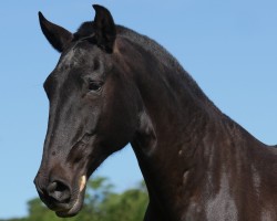 broodmare Trovoada Interagro (Lusitano, 1999, from Nicola)