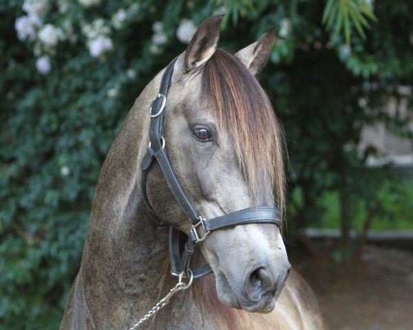 Pferd Nicola (Lusitano, 1994, von Hábil)