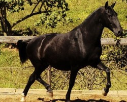 broodmare Nêspera (Lusitano, 1994, from Gingão)