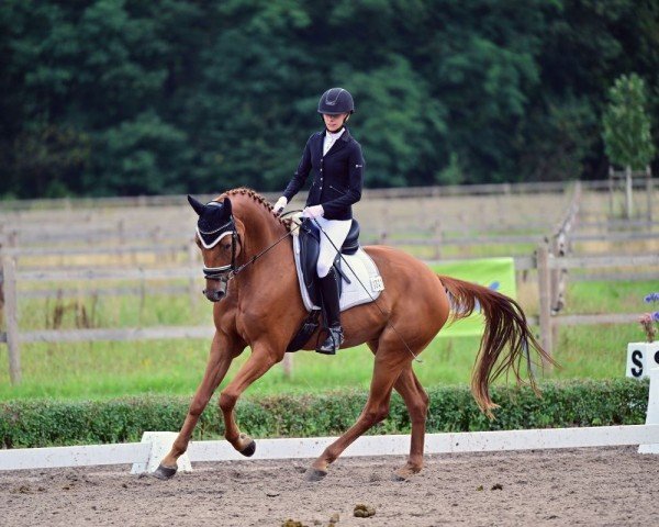 dressage horse Makandro (Hanoverian, 2018, from Morricone)