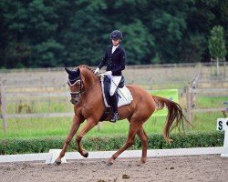 dressage horse Makandro (Hanoverian, 2018, from Morricone)