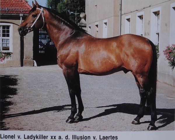 stallion Lionel (Holsteiner, 1980, from Ladykiller xx)