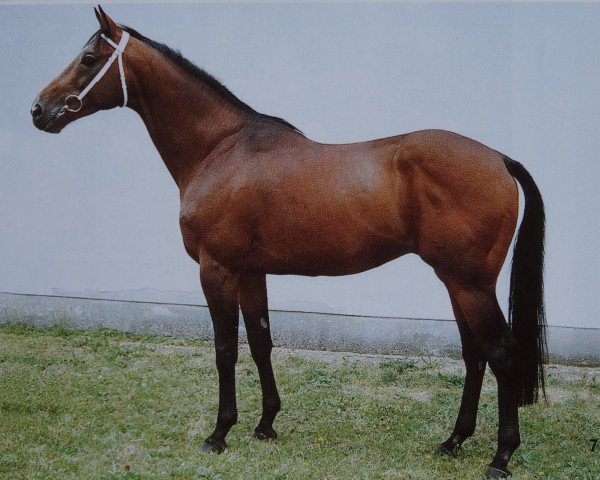 stallion Remolus xx 1458 (Thoroughbred, 1983, from Tiron xx)