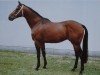 stallion Remolus xx 1458 (Thoroughbred, 1983, from Tiron xx)