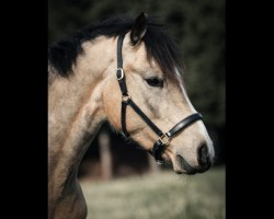 dressage horse GS Dream Space (German Riding Pony, 2021, from Double Cream)