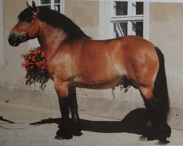 stallion Elvis (Saxon-Thuringian Draughthorse, 1991, from Elias 1876)