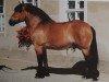 stallion Elvis (Saxon-Thuringian Draughthorse, 1991, from Elias 1858)