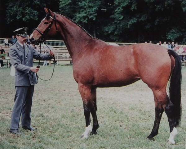 Zuchtstute Dongola (Sachse, 1994, von Pierot II)