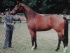 broodmare Dongola (Sachse, 1994, from Pierot II)