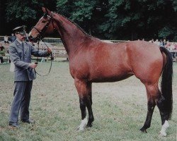 broodmare Dongola (Sachse, 1994, from Pierot II)